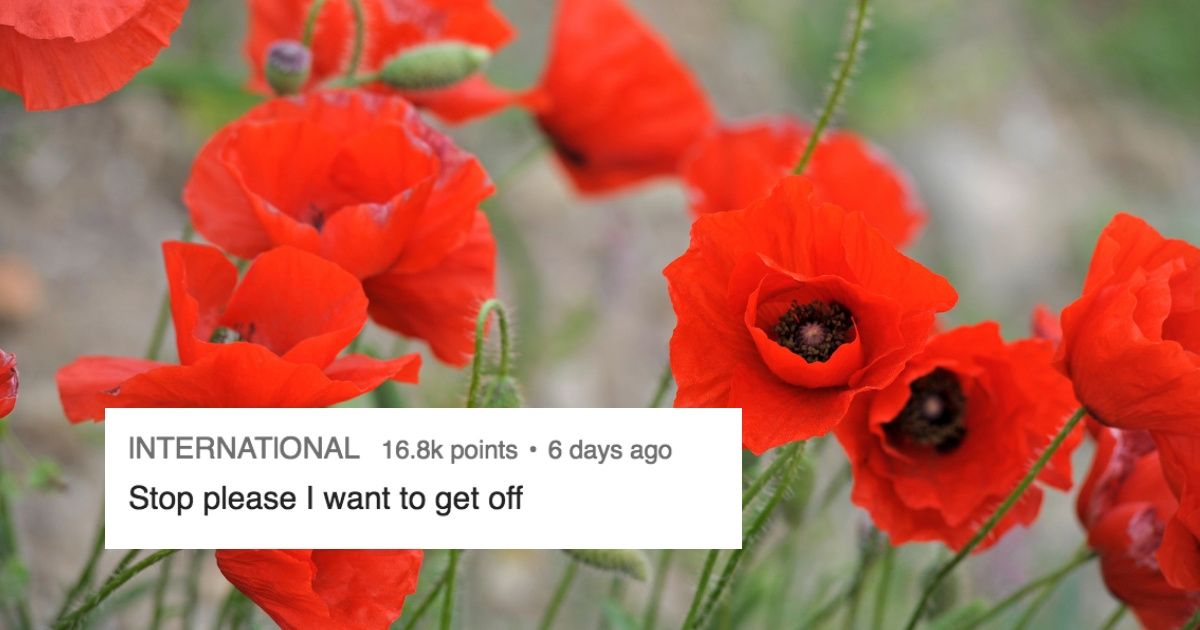 An Accidental Optical Illusion Of 'Poppies' Is Totally Messing With People's Brains ðŸ¤”