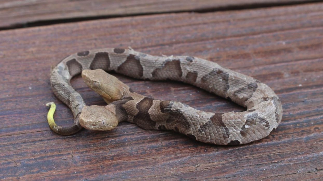The famous two-headed copperhead found in Virginia has passed away