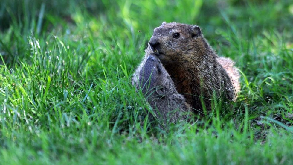 Environmental insanity: In Washington state, gophers are more important ...