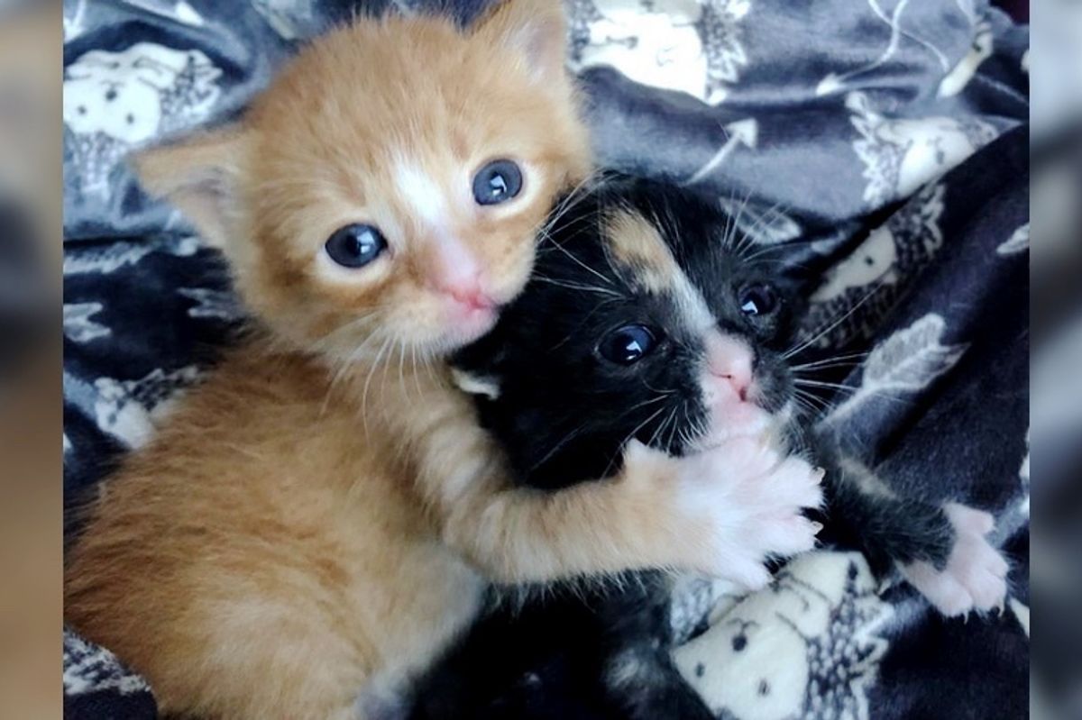 Kitten Brother and Sister Keep Each Other Alive Until They are Saved