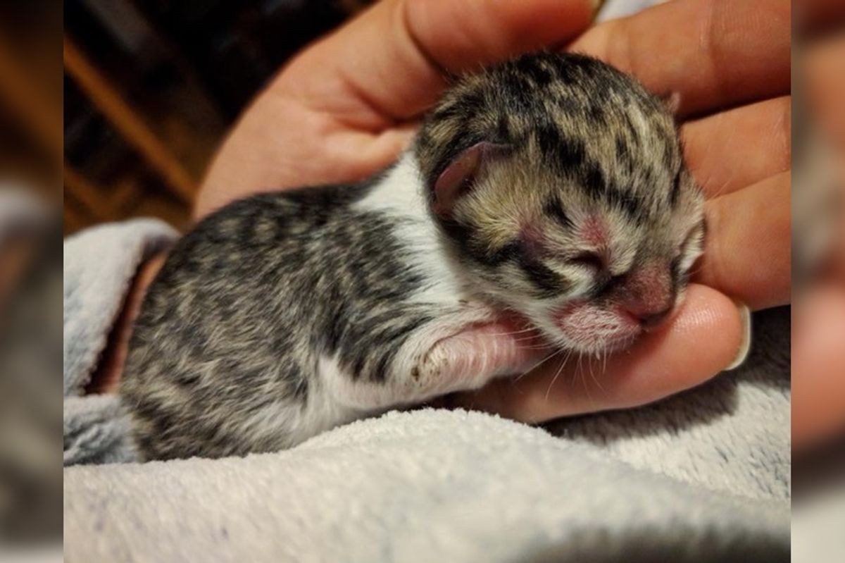 Man Heard Kitten's Cries and Found Tiniest Kitty Left Behind at the Farm