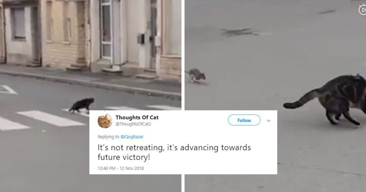 Cat Spies A Rat Across The Street In Viral Videoâ€”But It Doesn't Play Out How The Cat Imagined ðŸ˜¹
