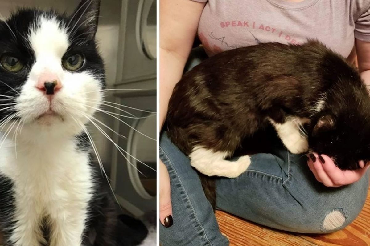 20-year-old Cat Finds Someone to Love After Being Given Up to Shelter - She Can't Stop Snuggling