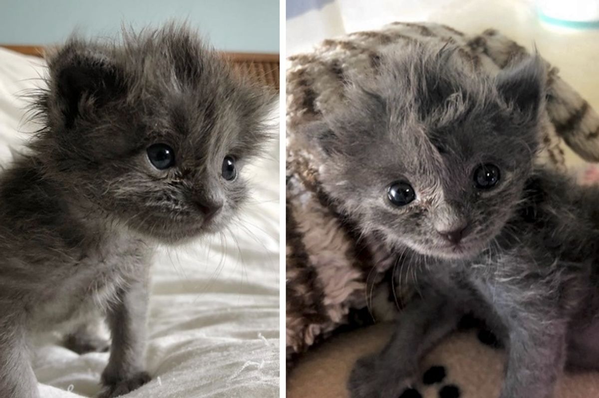 Kitten Found All Alone Just Days Old, Bounces Back and Grows a Fluffy Hairdo