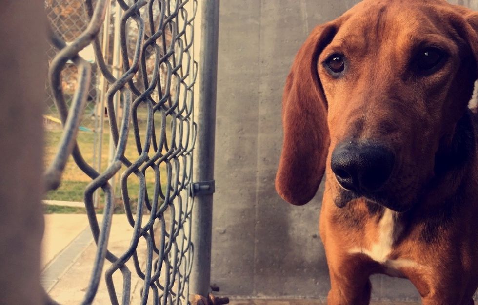 13 Reasons You Should Head To The Shelter This Christmas Instead Of A Breeder