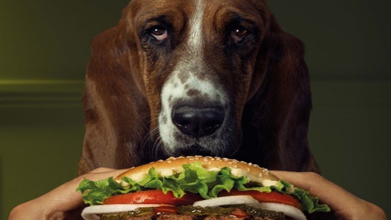 There's Now A Burger King Whopper For Dogs--So Now They Can Have It Their Way, Too