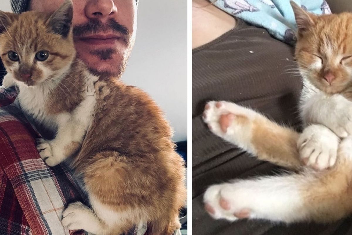 Kitten Found Outside in the Cold, Jumps into His Rescuer's Arms for Warmth
