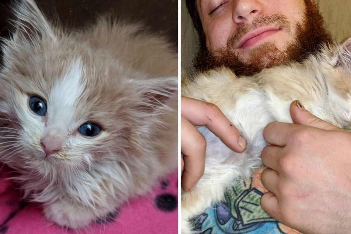 Rescuer Cuddles Kitten Overnight to Save Him After Nothing Else Worked