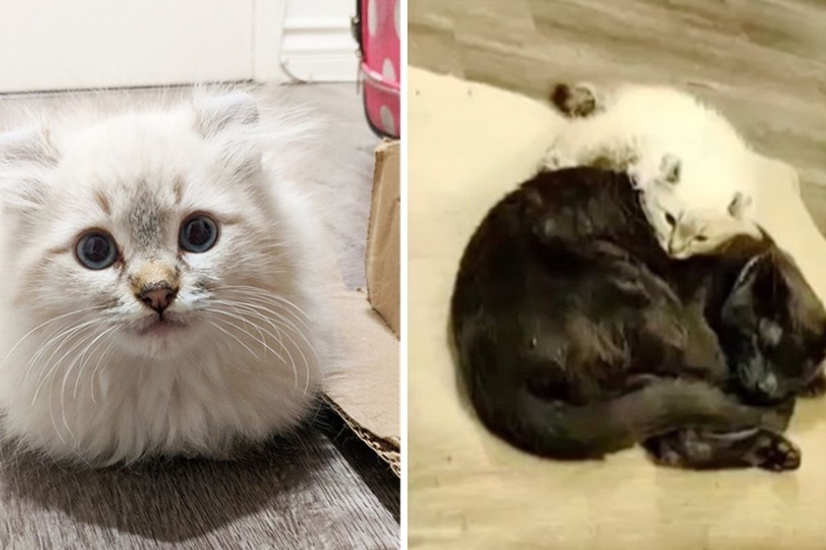 Kitten Born with Crooked Legs Finds Love in Cat Friend and Won't Stop Following Him