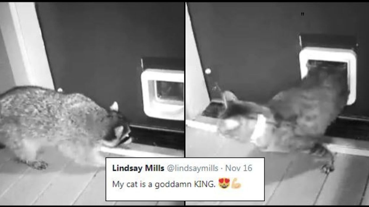 Ferocious 'Guard Cat' Is Having None Of This Raccoon Trying To Break In Through Cat Door 😂
