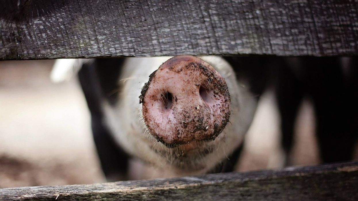 A North Carolina pig predicted we're going to have a cold winter