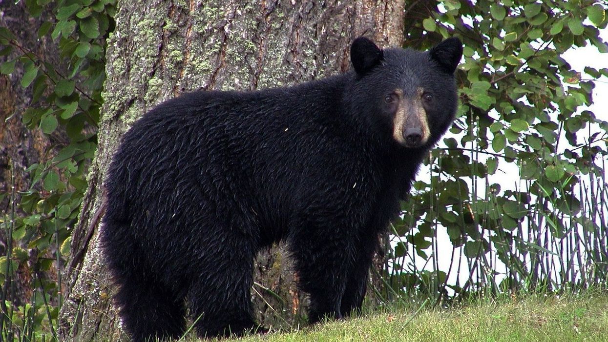 Bears eat 49 chocolate bars after breaking into the car of a North Carolina teen