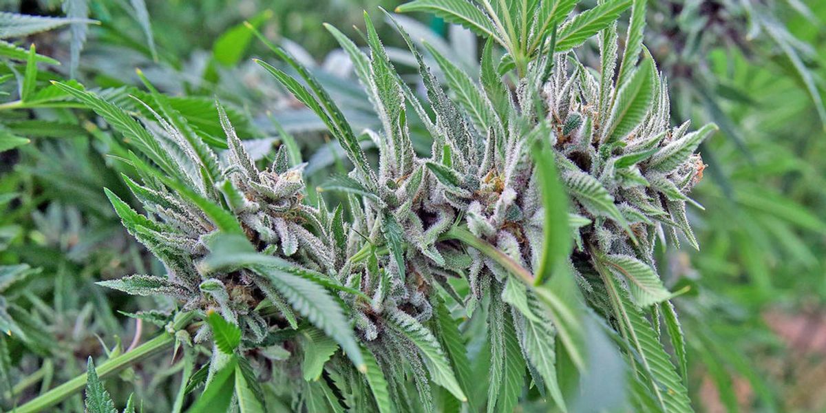 Massachusetts Opens First Legal Weed Shops
