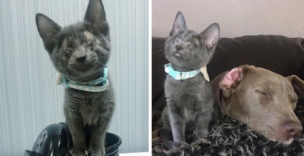 Woman Drives 10 Hours to Adopt Blind Kitten, the Kitty Bonds with Her