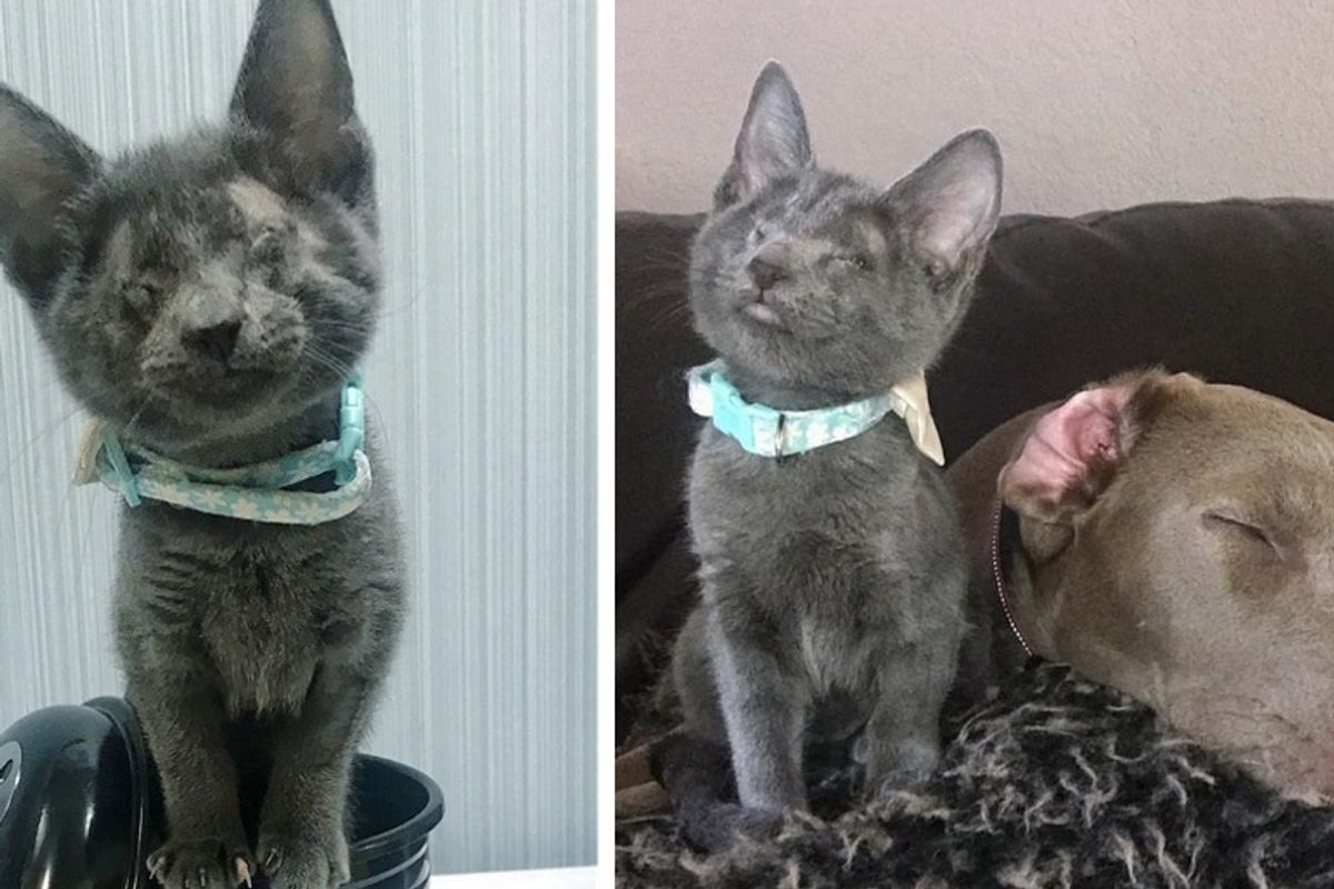 Woman Drives 10 Hours to Adopt Blind Kitten, the Kitty Bonds with Her Rescued Dog