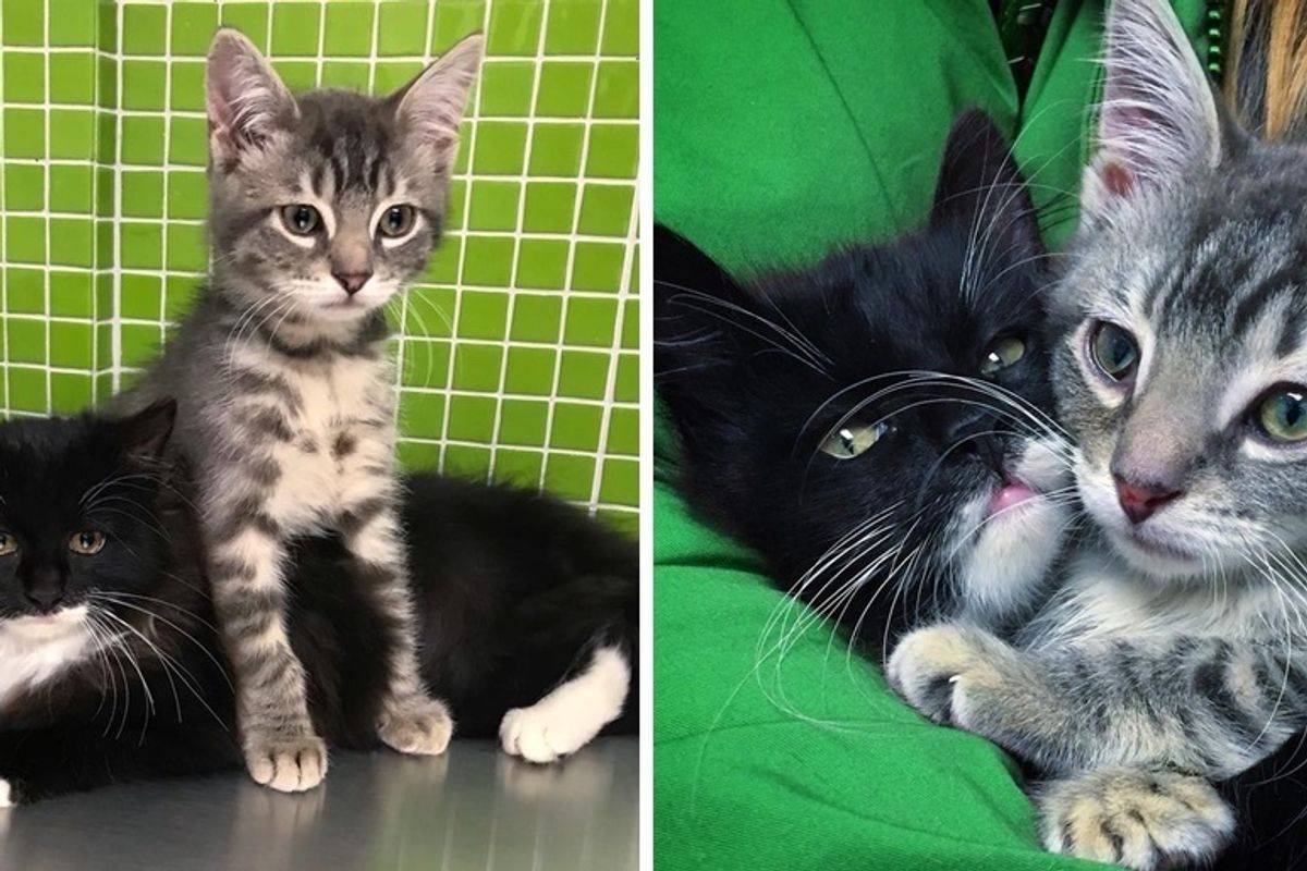 Rescuers Saved Kitten and Went Back to Find His Surviving Sister