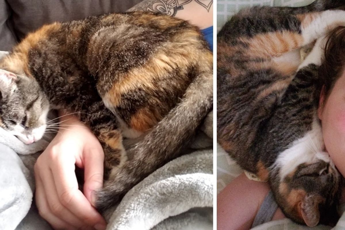 Woman Asks Shelter for Cat that Has Stayed the Longest, and Finds Deaf Kitty Waiting for Her