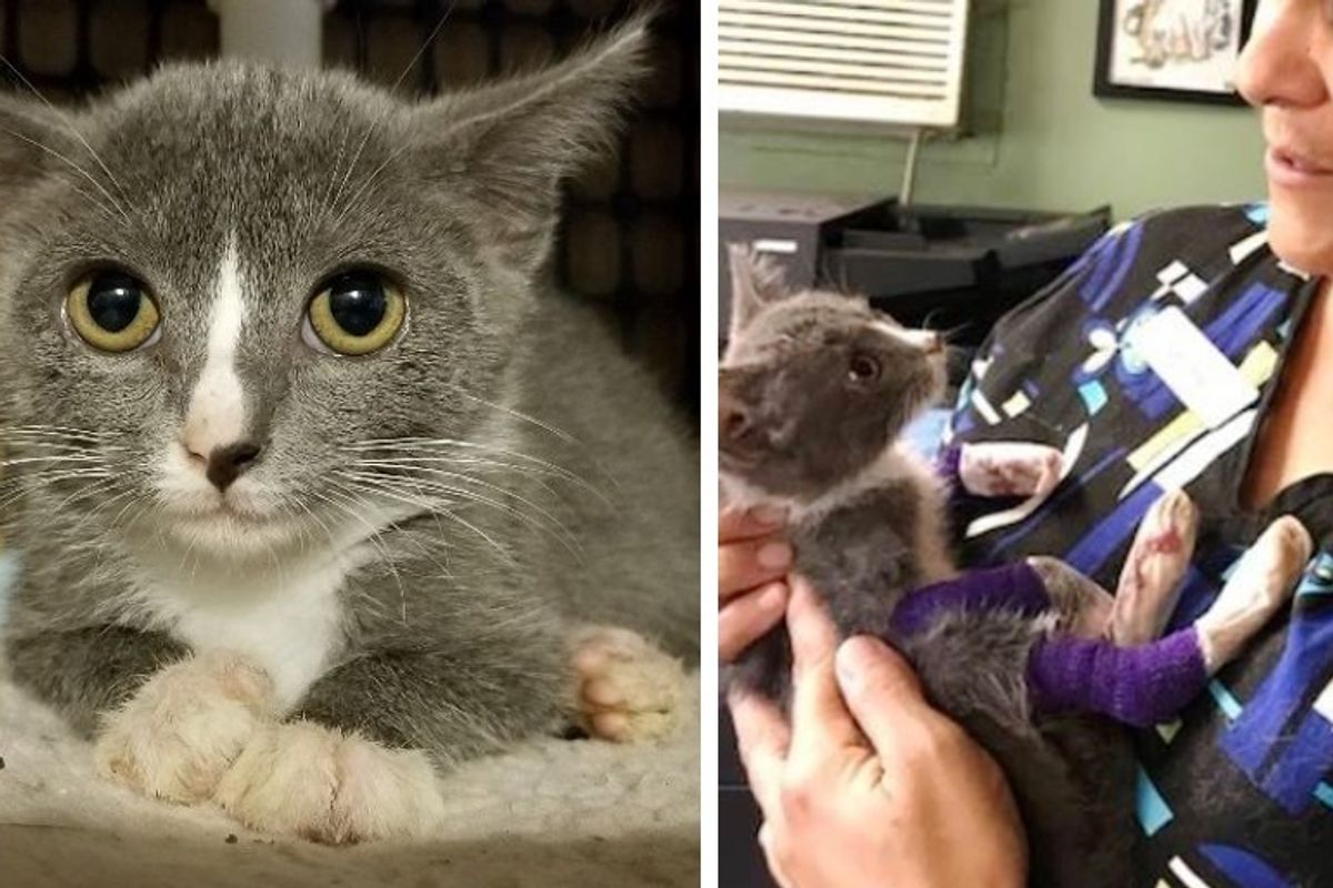 Kitten with Injured Paws Heals Through Constant Cuddles from Everyone at Cat Sanctuary