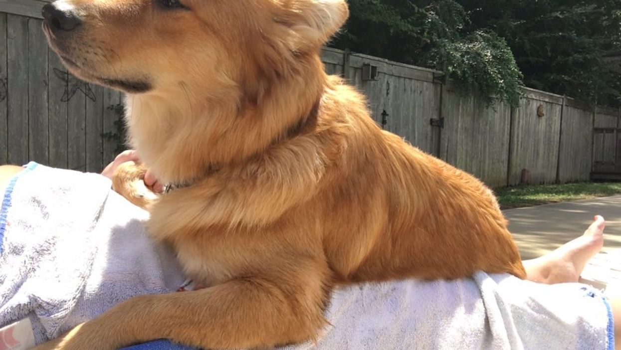 Dog who fled the scene of a car crash in Mississippi returned to owner
