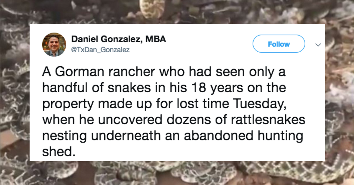 Man's Discovery Of A Huge Rattlesnake Pit Under His Shed Is Pure Nightmare Fuel