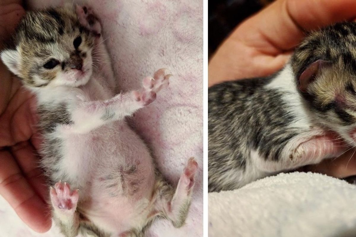 Man Found Kitten Near the Woods When He Heard His Cries - He Rushed to Save Him