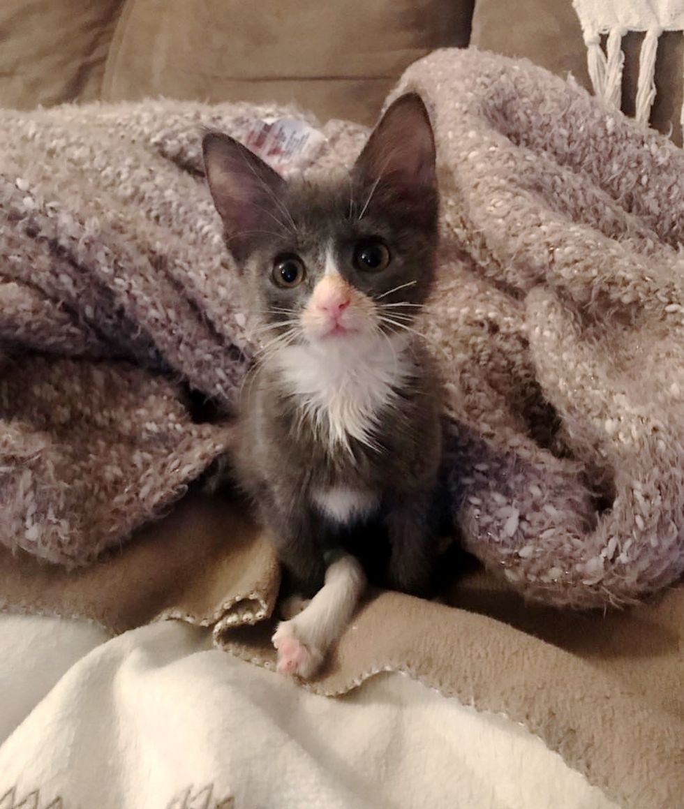 Kitten Born with Extra Long Leg Proves She Can Do Anything Just Like Other Cats Love Meow