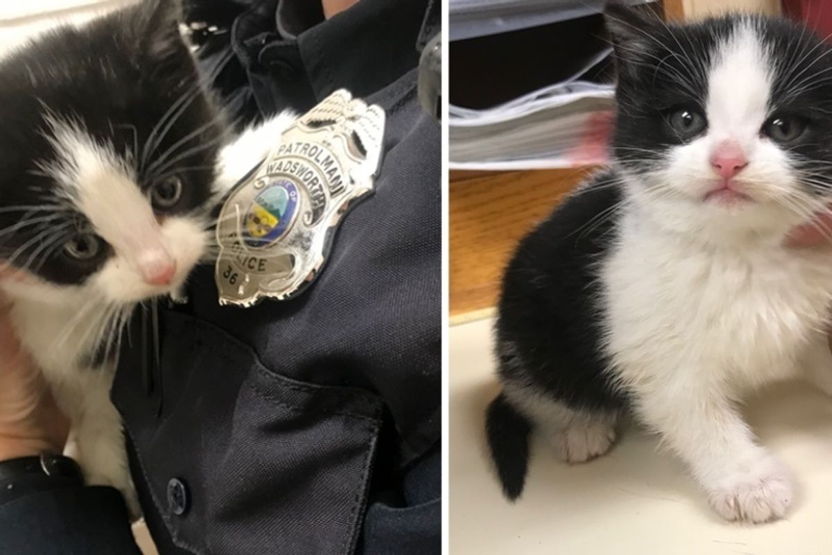 Officer Saves Stray Kitten that Wandered into a House, the Kitty is Determined to Get Adopted