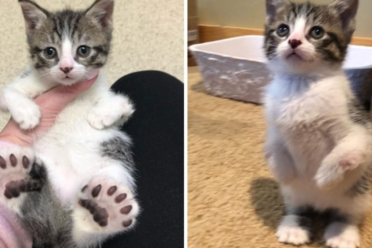 Cat Gets Help for Her Kittens All Born with Large Feet, Twisted Legs and Hop Like "Kangaroos"