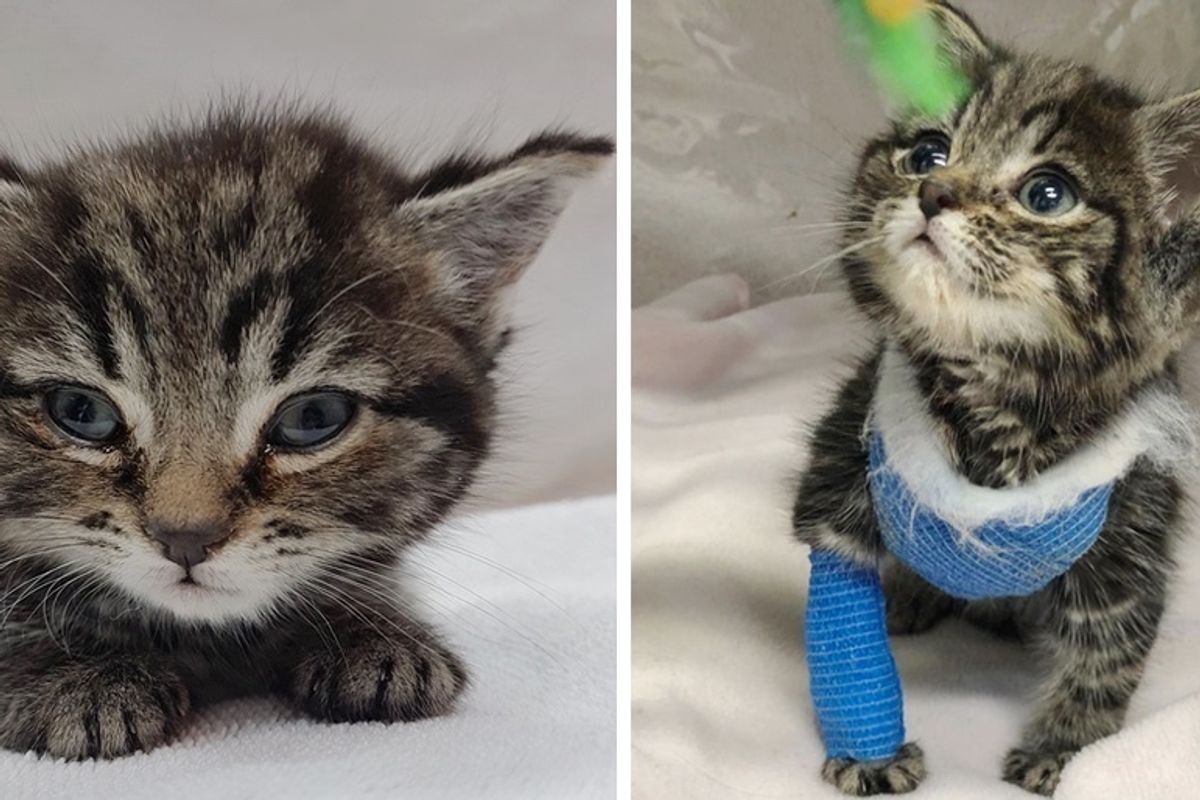 Kitten Found Freezing in Park, Brought Back from the Brink and Gets Life-saving Surgery