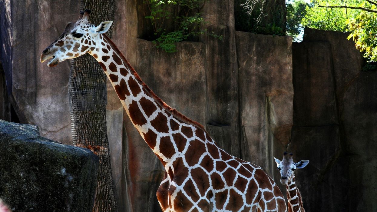Pregnant Giraffe Surprises Disney World Safari Guests By Going Into Labor Right In Front Of Them ðŸ˜®