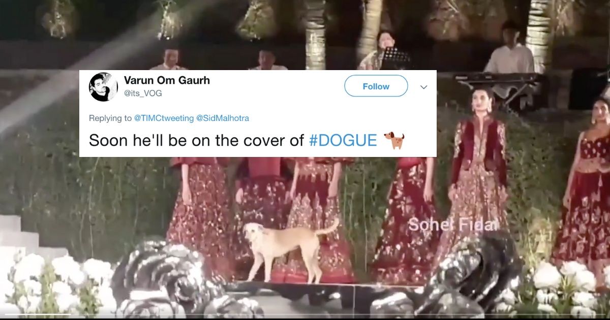 Stray Dog Takes Over Fashion Show Runway—And Absolutely Crushes It 😍