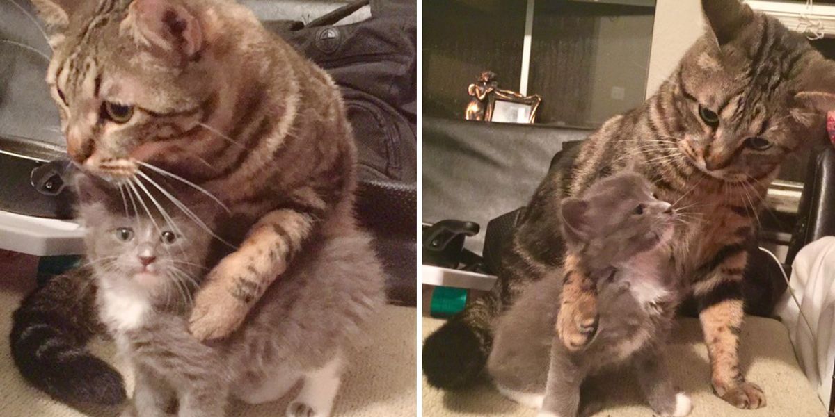 Cat Comforts Orphaned Kitten and Teaches Him How to Cuddle Every Day