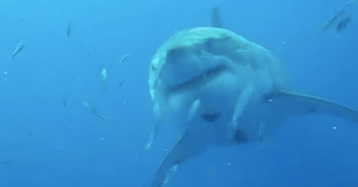 Is This 20-Foot Great White Shark The Biggest Ever Caught On Camera?