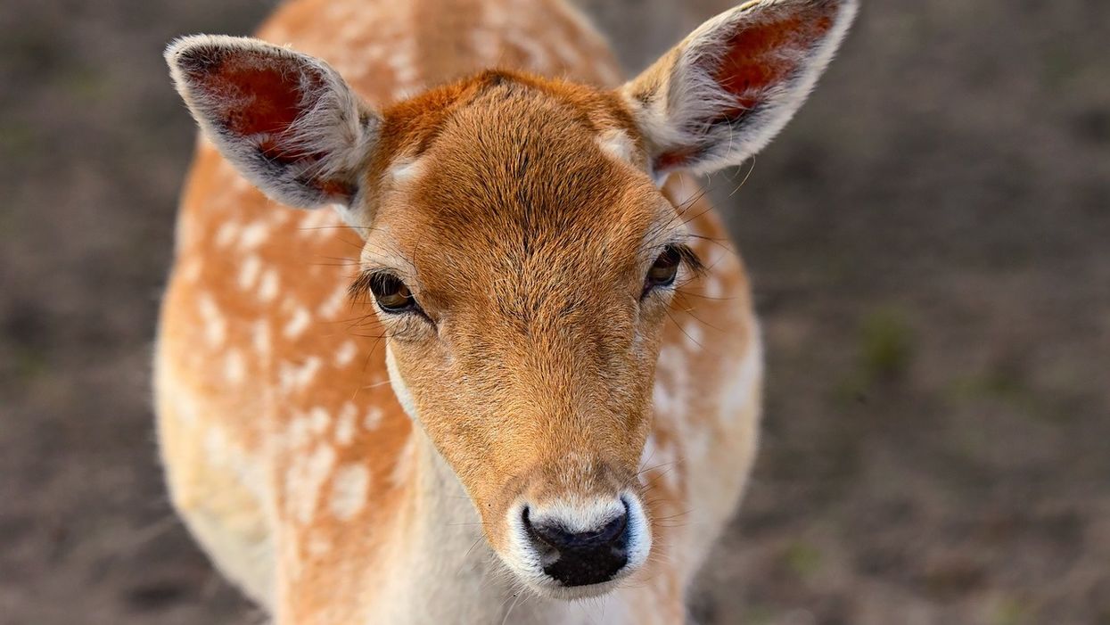 A Missouri poacher was ordered to watch 'Bambi' every month