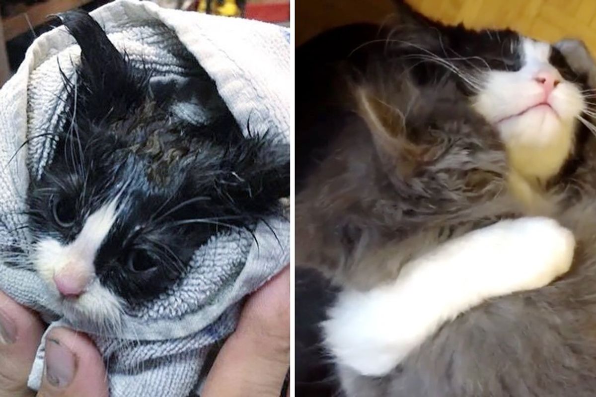 Kitten Found Abandoned on Road, Meets Another Kitty with the Same Fate - She Won't Let Her Go