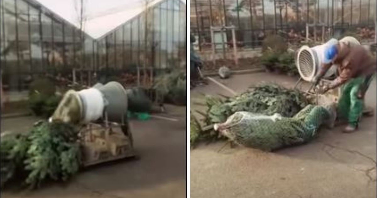Curious Guy Jumps Through Machine That Packages Christmas Trees In Viral Videoâ€”And That's A Wrap ðŸ˜‚ðŸŽ„