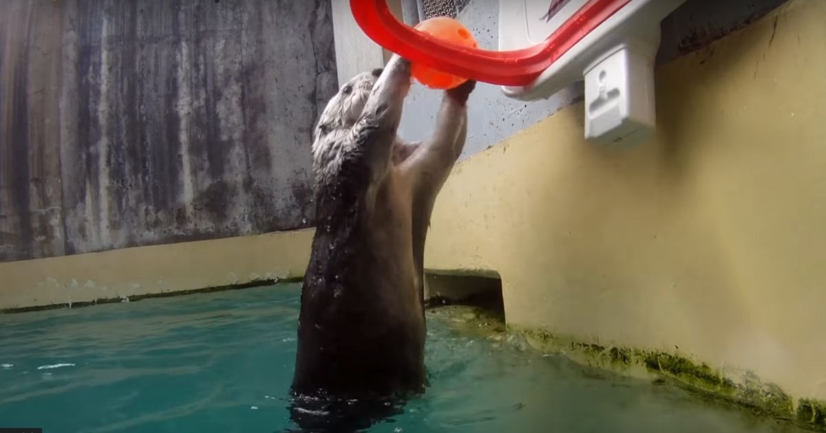 Eddie, The Slam-Dunking, Self-Pleasuring Sea Otter, Has Died ðŸ˜­