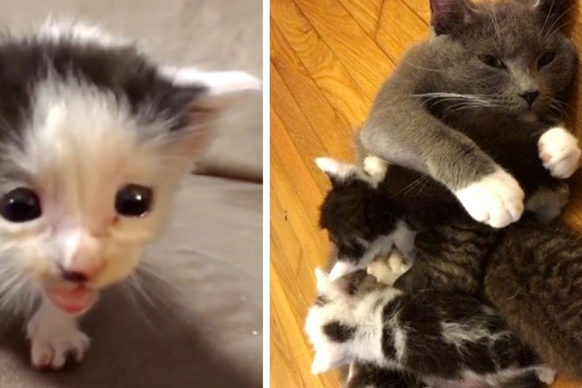 Cat Who Needed Kittens, Becomes Mom to Kitties Abandoned Outside Library