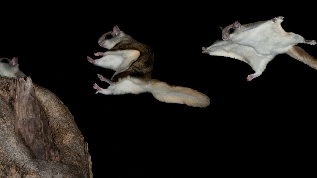 I Was Today-Years-Old When I Found Out Flying Squirrels Glow Pretty Pink Under UV Light