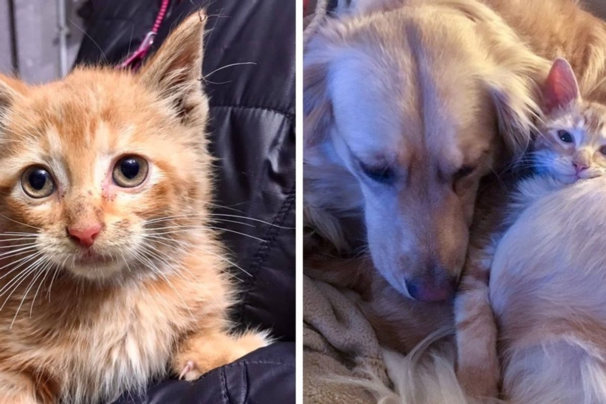 Kitten Rescued from a Van in Parking Lot, Finds His Perfect Friend in a Dog