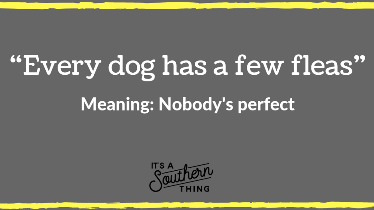 'Sick as a dog' and other Southern phrases about man's best friend