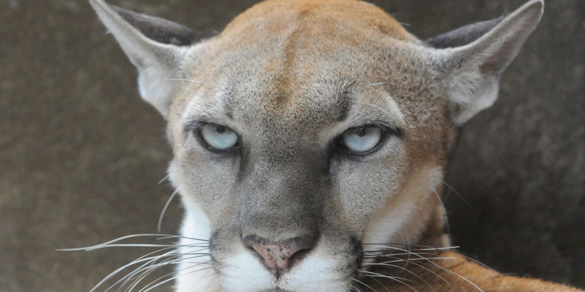 Man chokes out mountain lion, hikes to hospital It's a Southern Thing