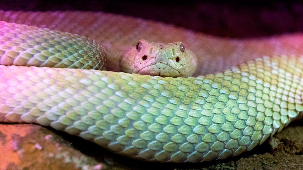 Unseasonable snakes are already out, and we're not okay with it