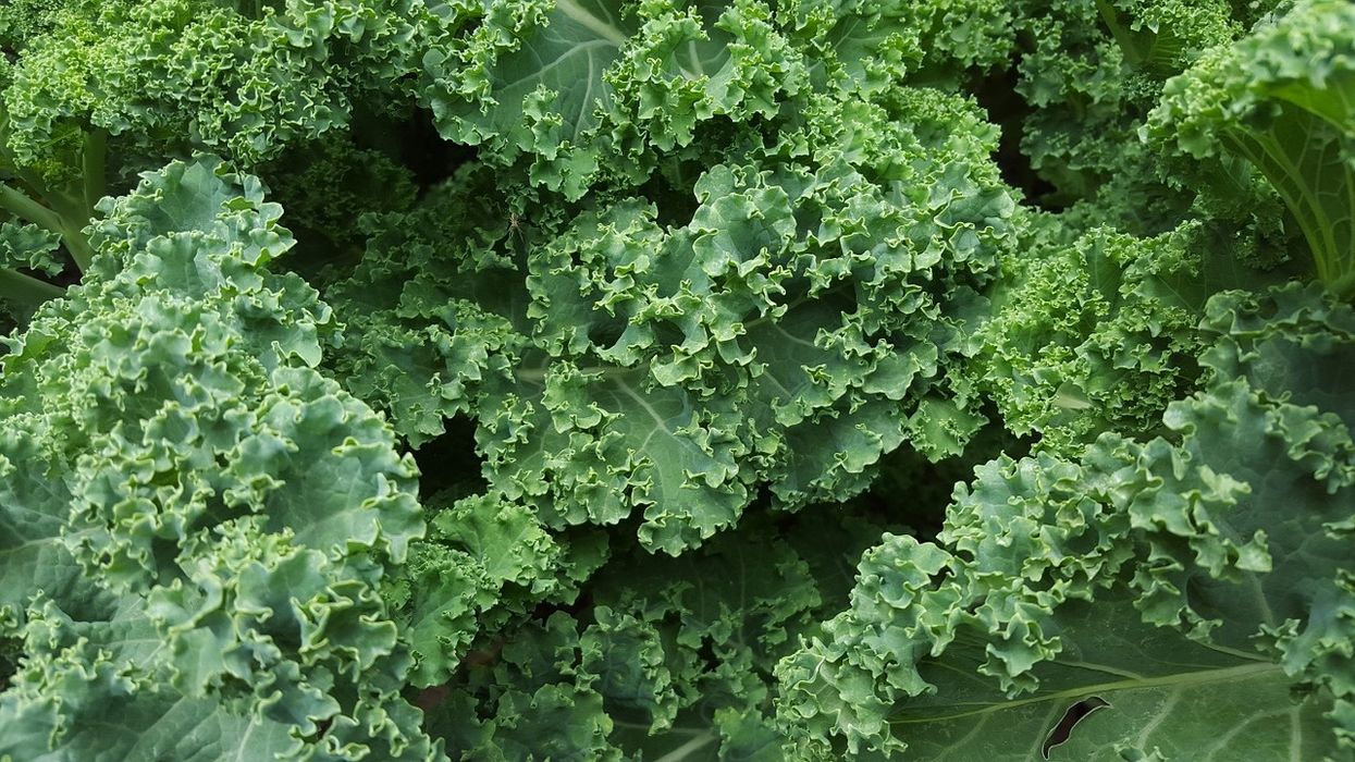 Oregon is getting a snowstorm so they're stocking up on kale. Really.