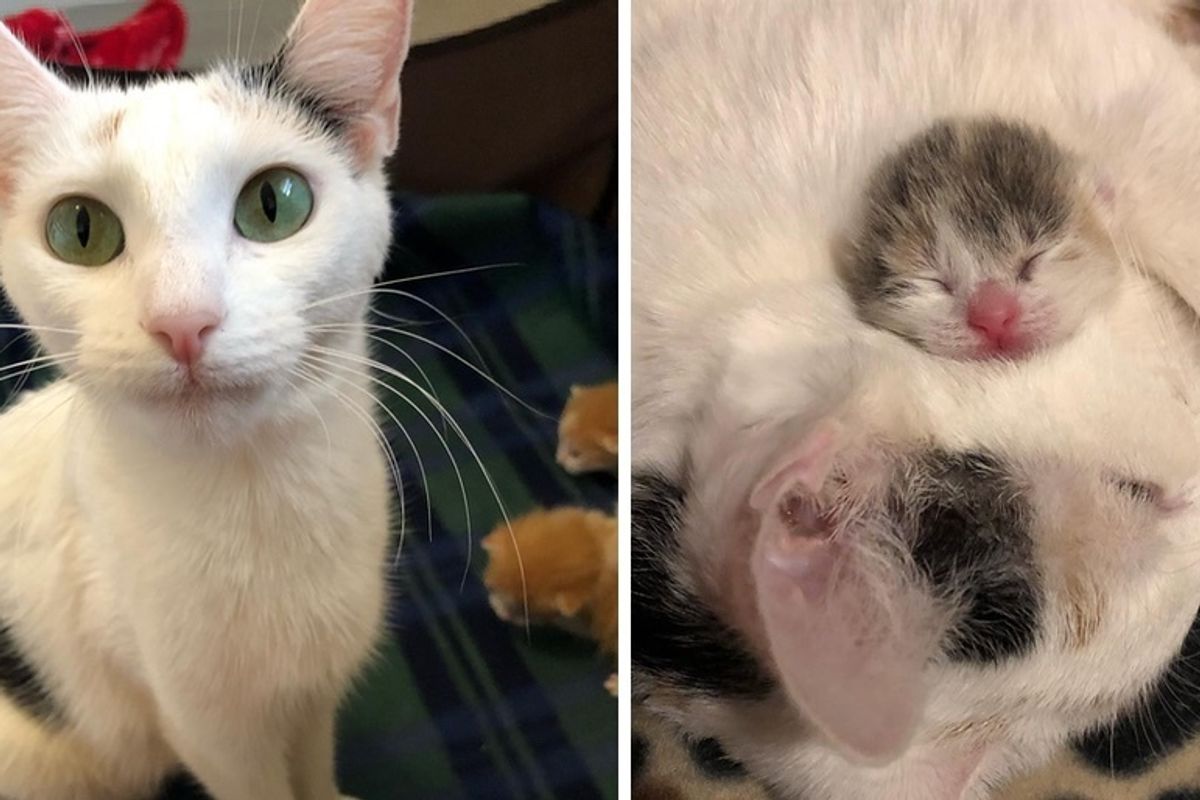 Shelter Cat Finds Help for Her Newborn Kittens - a Foster Home Turns Their Lives Around