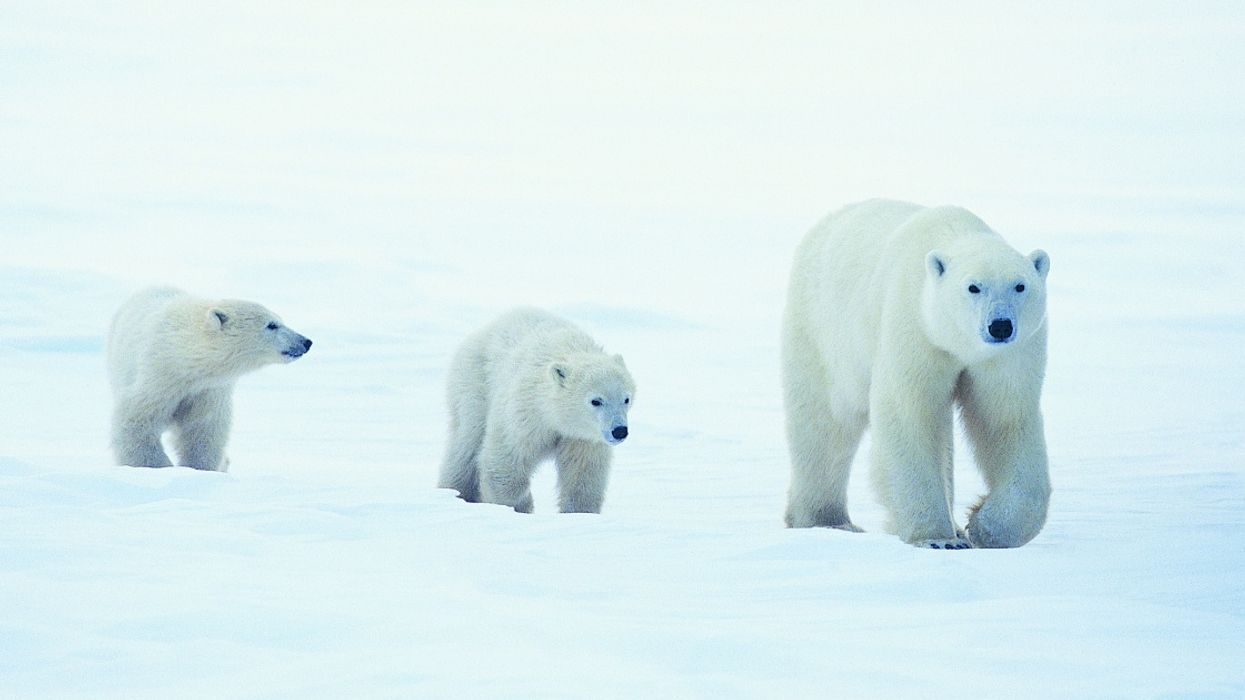 Russian Islands Declare State Of Emergency After Being 'Invaded' By Polar Bears