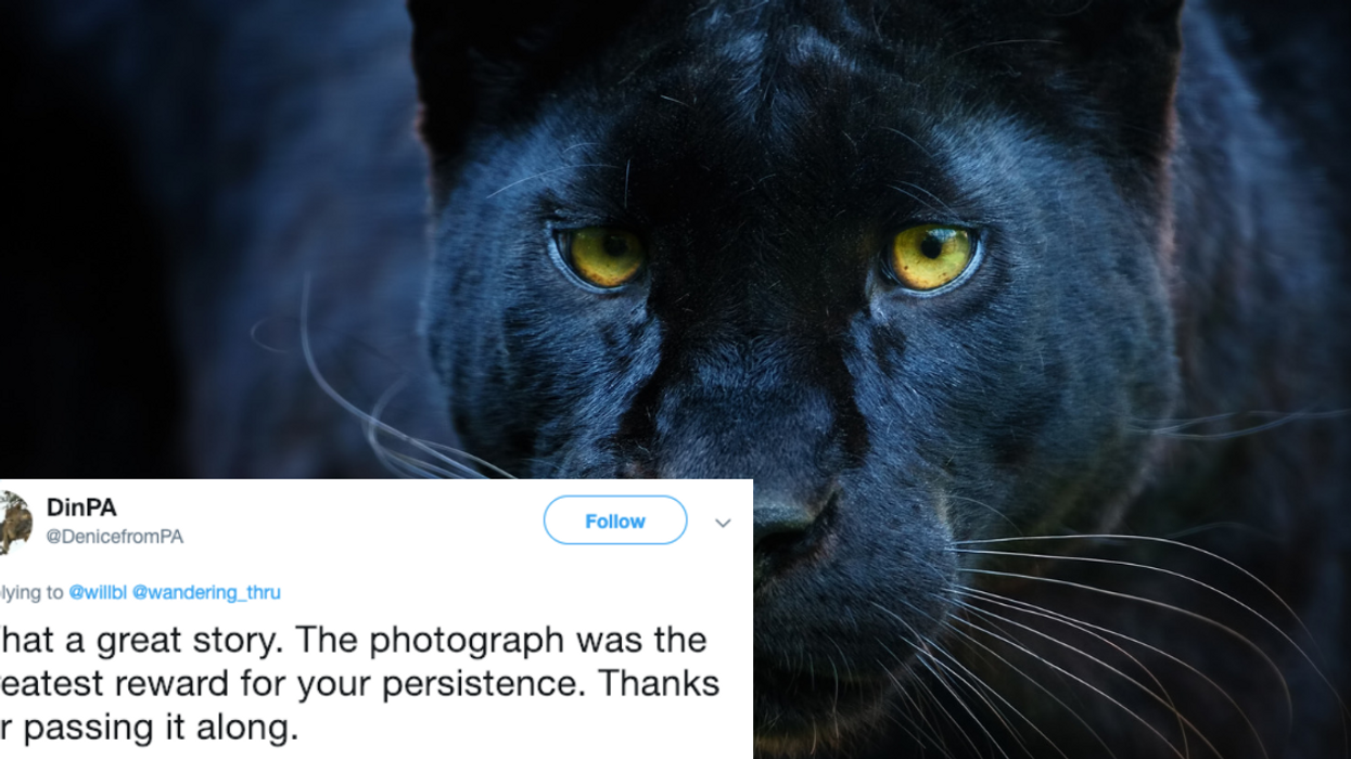 Wildlife Photographer Captures Stunning Photos Of An Incredibly Rare Black Leopard AKA A 'Black Panther'