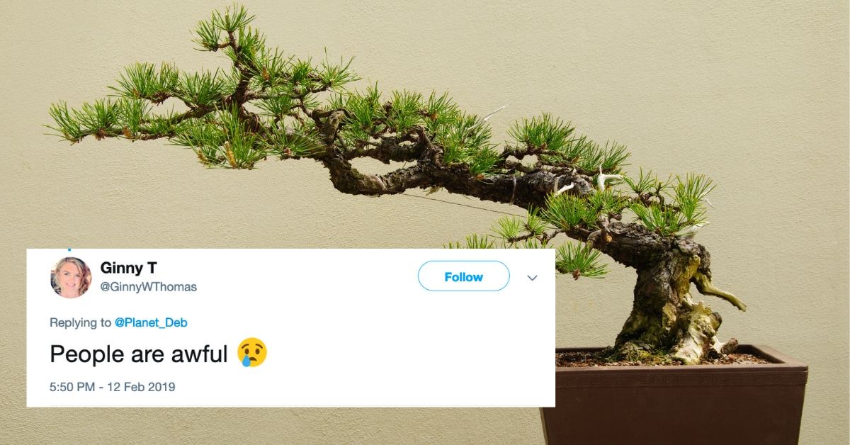 Heartbroken Couple Makes Emotional Plea To Thieves After Their 400-Year-Old Bonsai Trees Are Stolen