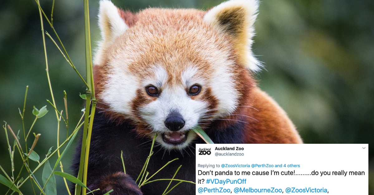 Zoos Are Trying To One Up Each Other With Romantic Animal Puns For Valentine's Day