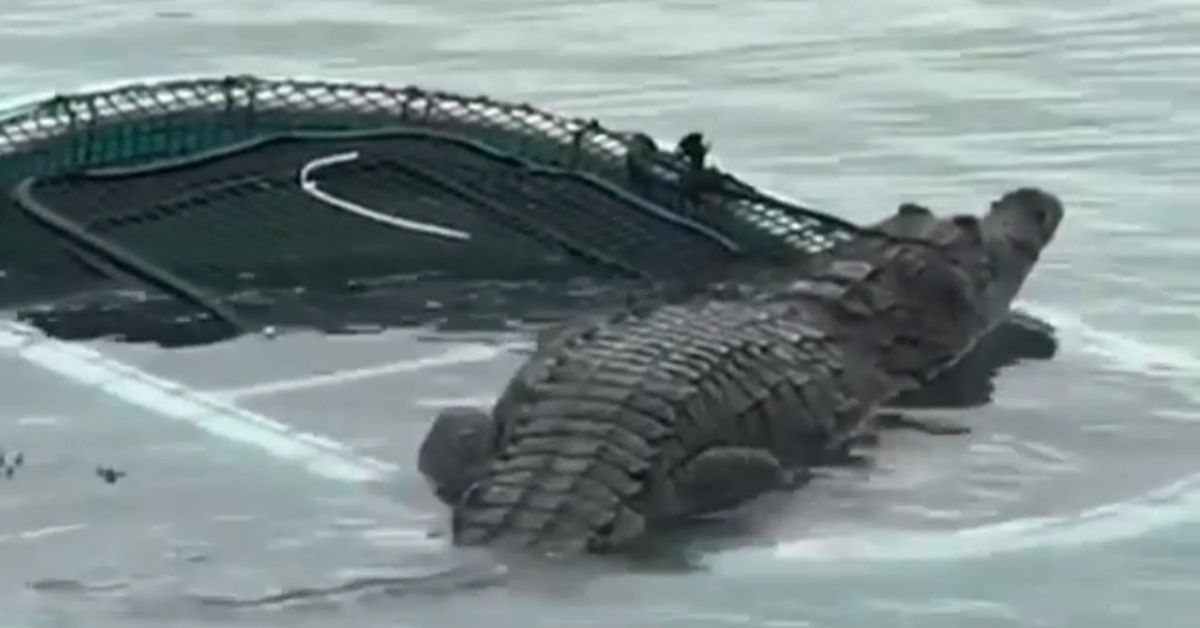This Confusing Video Of A Crocodile Climbing Onto A Raft In Florida Has Just Gone Viral